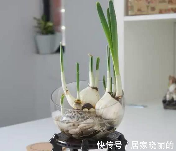 新手|6种水培绿植比绿萝好100倍,新手也不用担心会养死