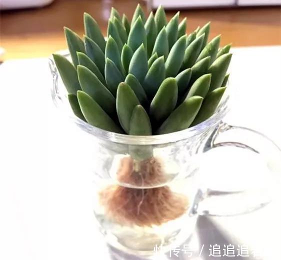 老干妈瓶养多肉，不用土只用水，叶子疯狂吸水3天变胖！