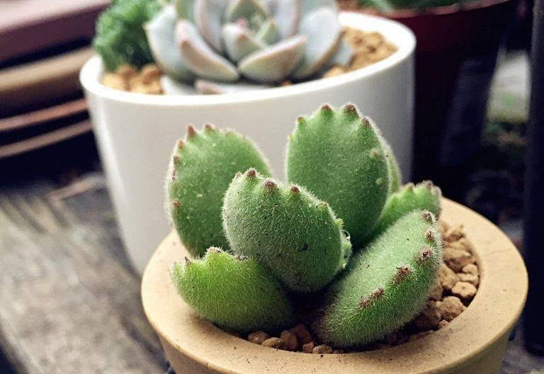 该如何看护多肉熊童子？从这6方面下手准没错