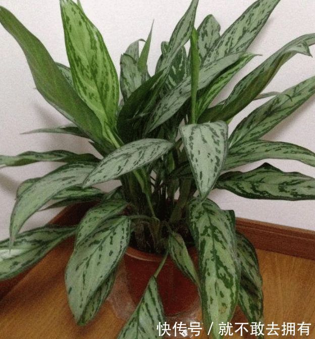 净化|土豪都养3种花,镇宅又旺运,寓意吉祥人人爱,家里养真适合