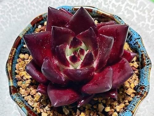 花友|都知道这3款多肉不好养,但是真的很漂亮,愿意尝试的花友真不少