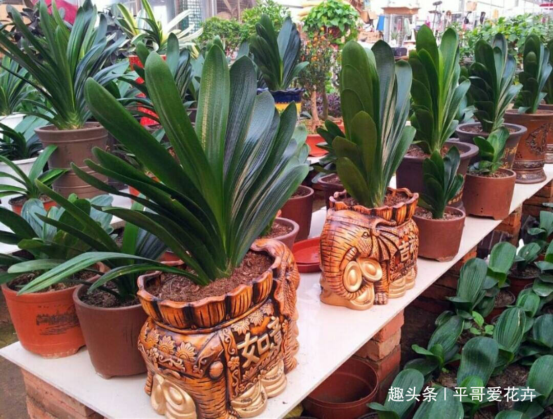 什么花生壳、瓜子皮都不如“两种肥”，拿来养君子兰，叶绿花更旺