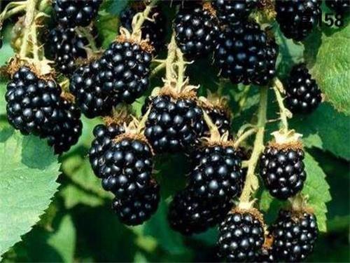 黑莓也叫露莓 属于蔷薇科多年生藤本植物 定植时间一般在初春 快资讯 黑莓也叫露莓 属于蔷薇科多年生藤本植物 定植时间一般在初春 快资讯