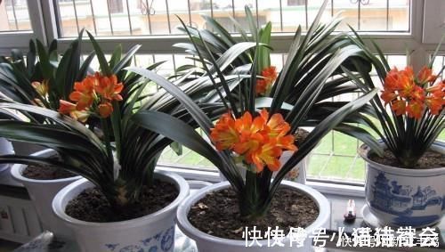 给花浇水时加点这东西,全年不施肥,照样花开爆盆