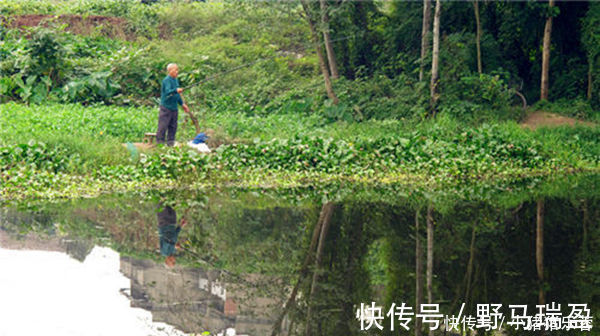 技巧|不要说肥水塘难钓,老钓友教你肥水塘垂钓技巧,连竿钓鱼不在话下