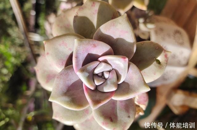 想让多肉紫乐长得快，大胆一点虐着养，一年不到小苗就变中苗！