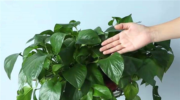 原来绿萝是有毒的家里有的快看看，别不信，等出事再后悔就晚了