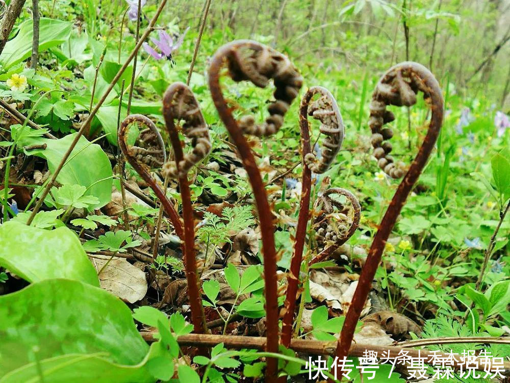 凉拌|这野菜表面全是毛，一长就是一丛，4月正值采摘季，凉拌脆嫩可口