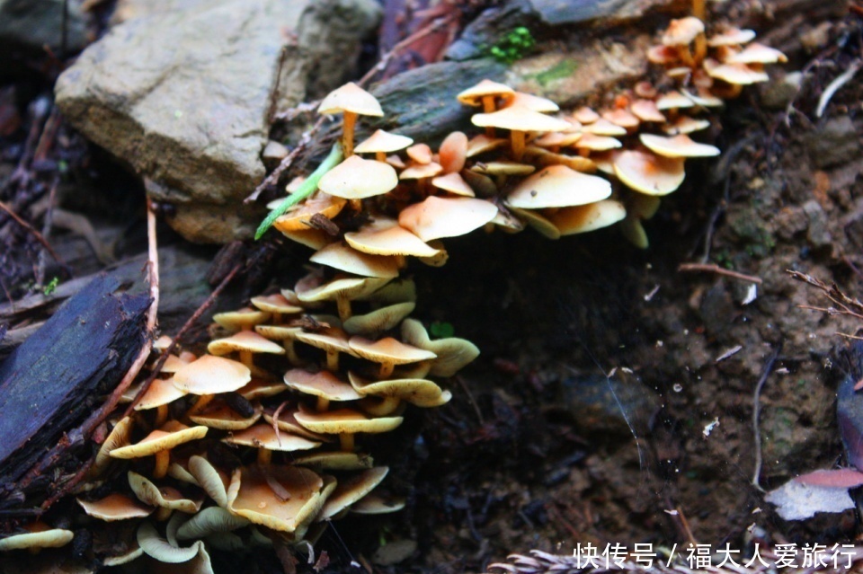 亚洲树王2300岁高龄，就在阿里山，需十几人才能合抱