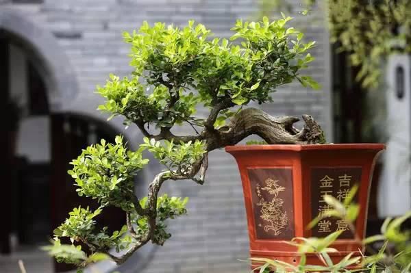 赏玩盆景能修身养性