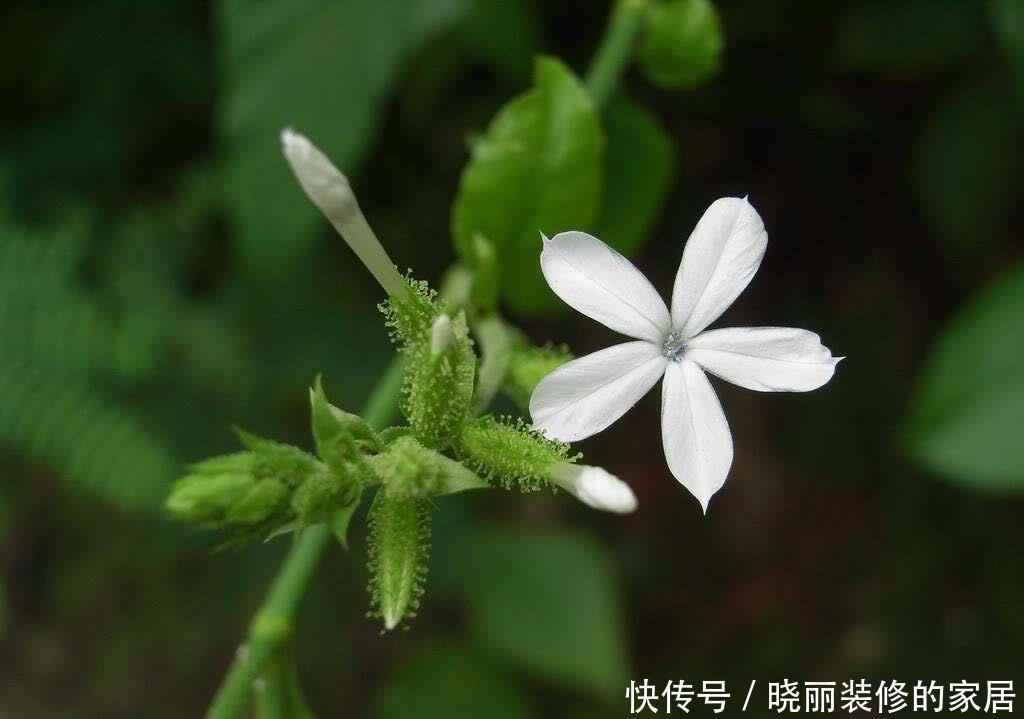 花朵|这3种花的名字相似,只有一字之差,种植方法却大不相同