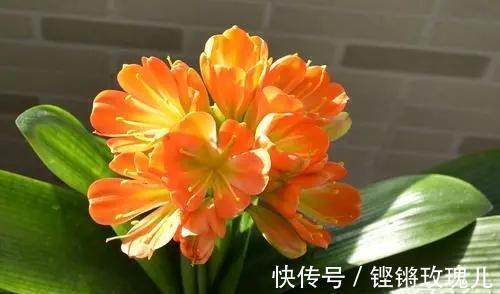 根部|不会养君子兰,记住5个技巧,盆盆长爆盆,棵棵开花艳