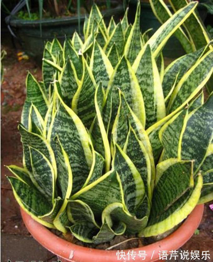 矿泉水瓶|虎皮兰吃了这补药, 开花不断, 不烂根不黄叶, 蹭蹭窜到两米