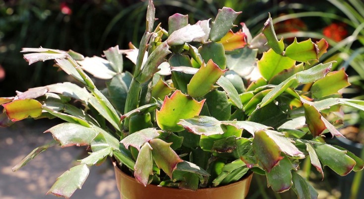 打蔫|害怕蟹爪兰夏季打蔫，告诉你几个关键操作，让它叶片油绿硬挺