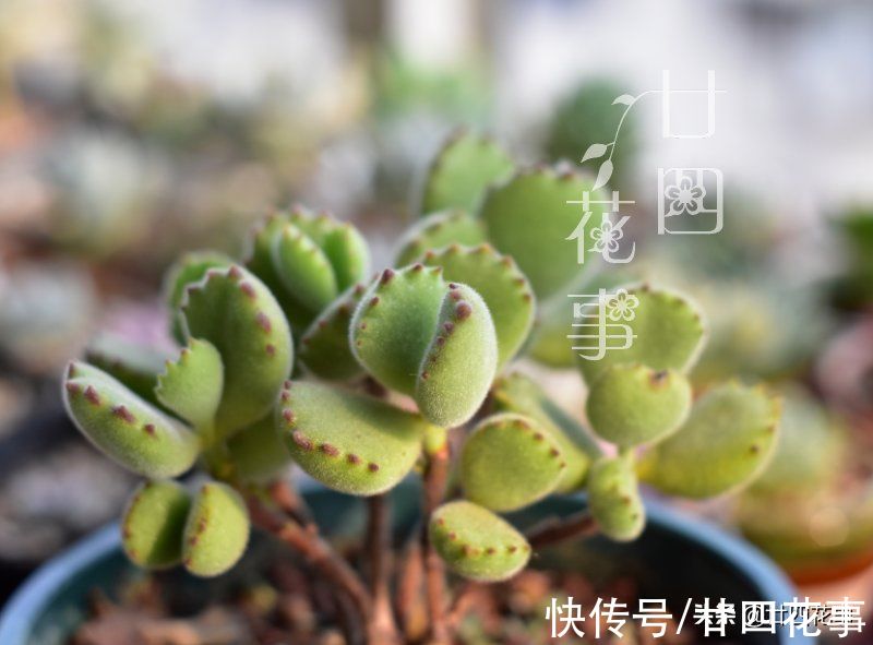 肉肉|秋天养多肉，运用3要素合理虐养，适当“进补”，养出果冻小胖墩