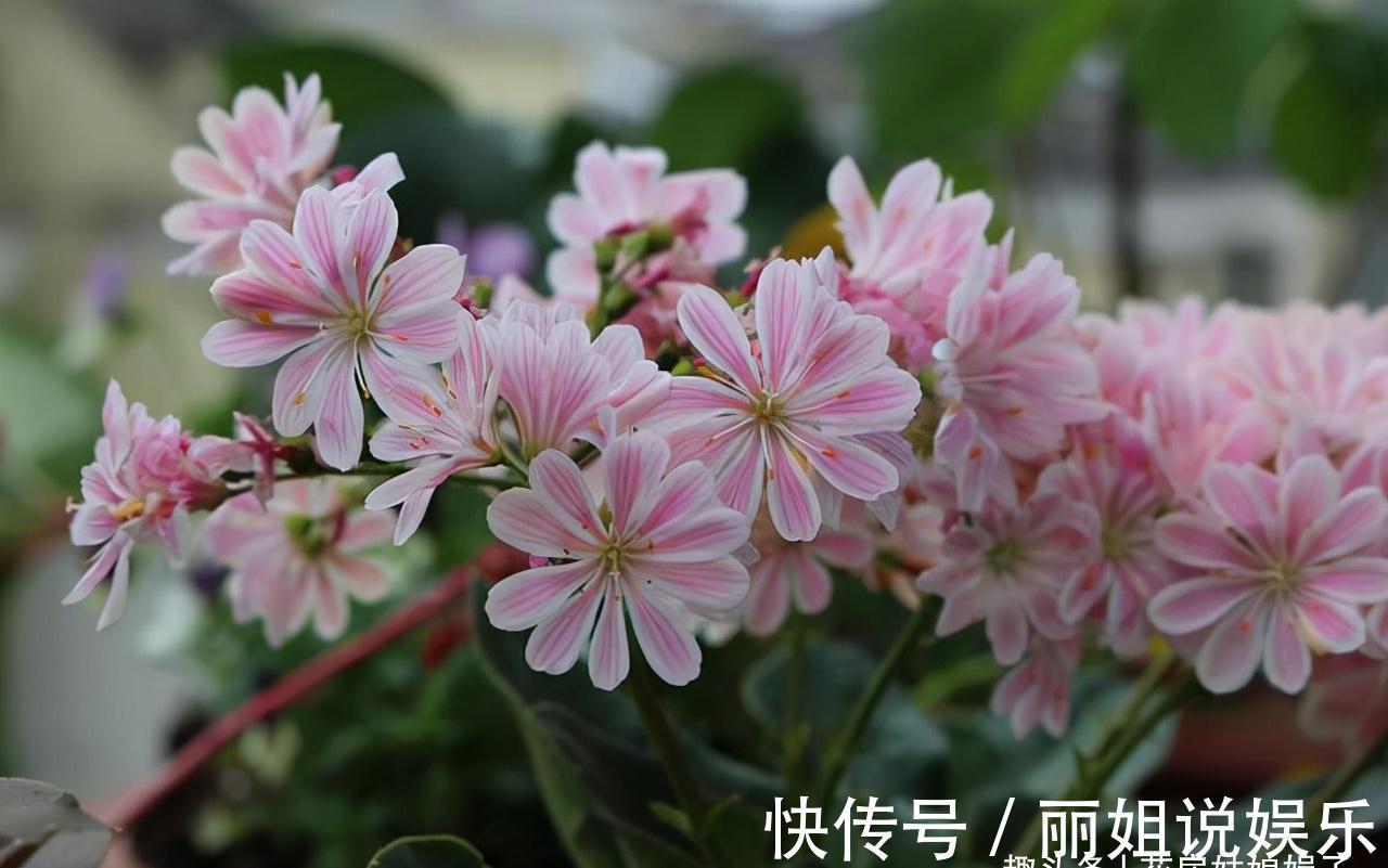 比较耐寒的11种花卉,有的能抵御“零下几十度”低温,漂亮又好养