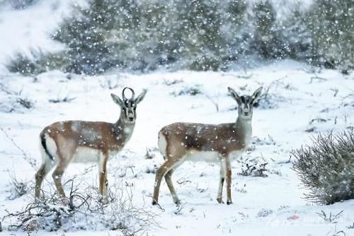 【天山守望】鹅喉羚雪后觅食