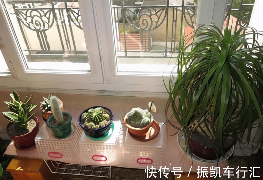 植物|室内养花,弄错这3件事,植物长不好,主人爱生病