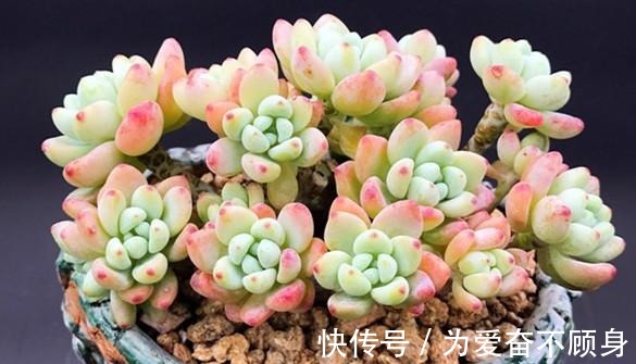 7款香气逼人的多肉植物, 你有么!