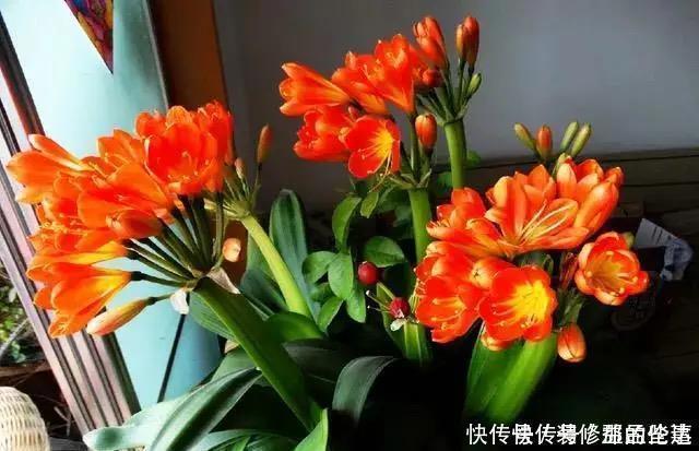 叶片|为什么你养的君子兰始终不开花?问题出在浇水上,四种水轻松化解