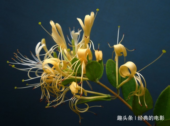 此花植株古雅形态婀娜,开得妩媚俏皮小巧可爱,寓意真情实意的爱