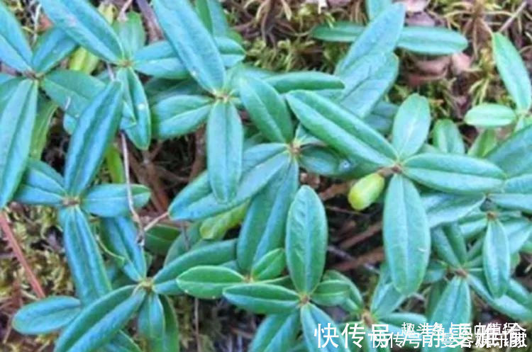 清热解毒|农村一种常见野草,有清热解毒的效果,现在很多人工种植