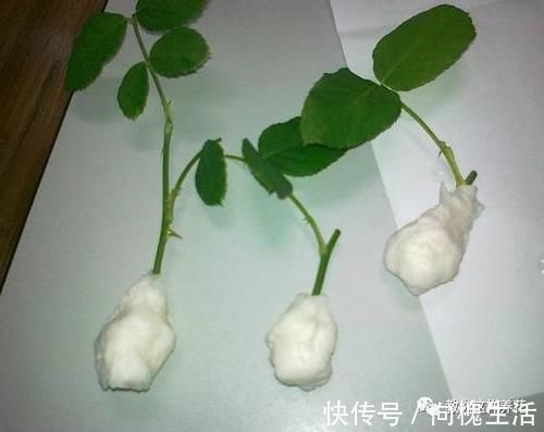 冬天扦插生根慢，快用这3招，生根又快又壮！
