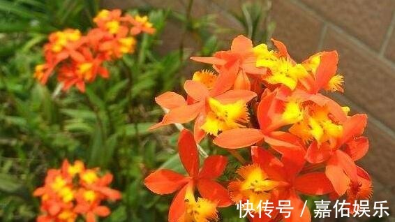 菊花|盛夏养盆“树兰”吧！花语平凡而淡雅，花姿胜菊花，美极了