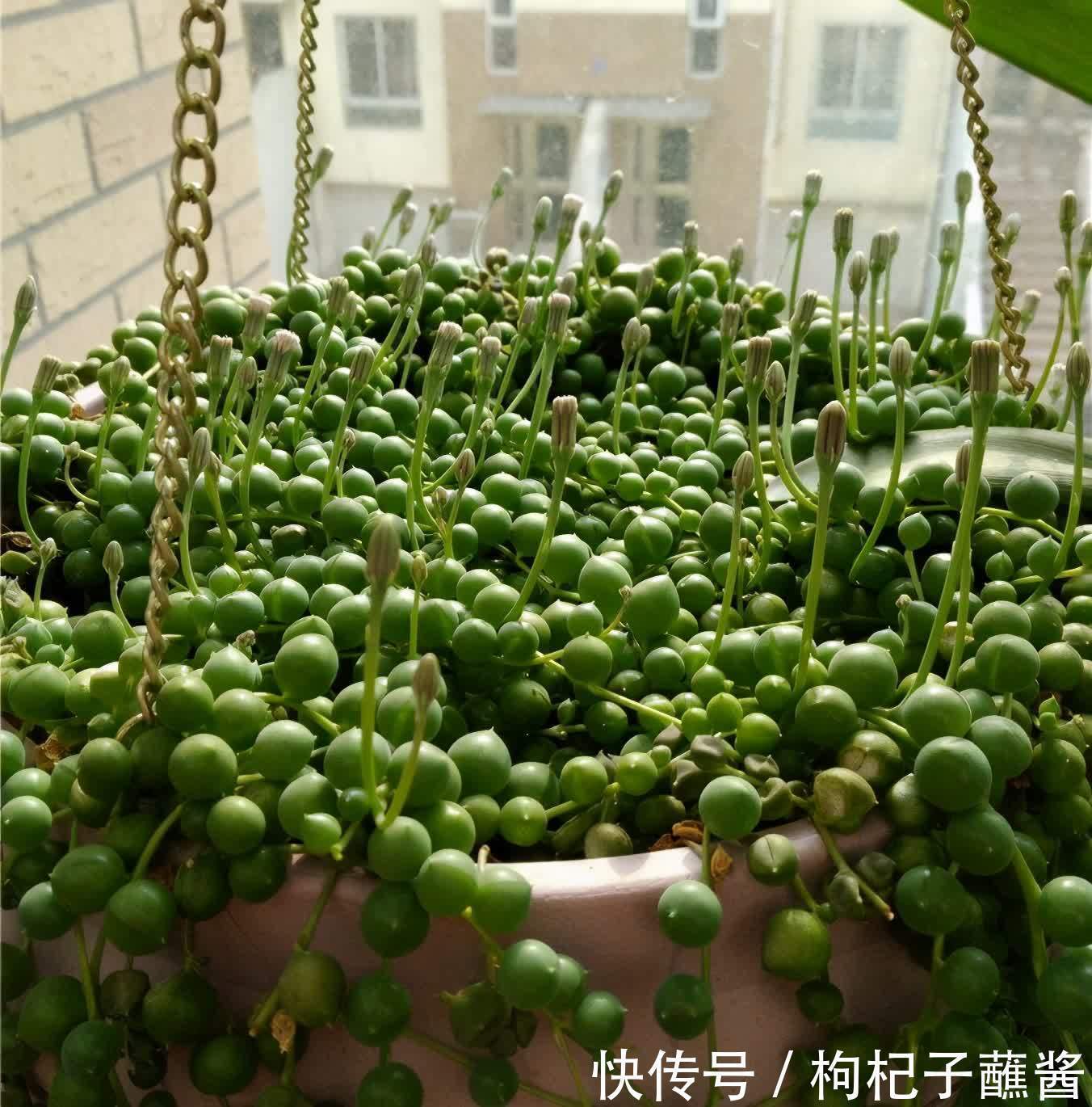 养多肉佛珠，用一个简单省心的方法，圆鼓鼓，几个月挤爆花盆