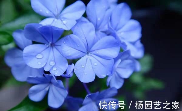 5种花特别怕冷,现在赶紧搬进屋,搬晚了全得冻死