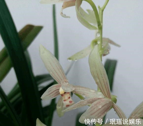 办法|兰花不开花,反而焦叶,几个办法瞬间绿油油