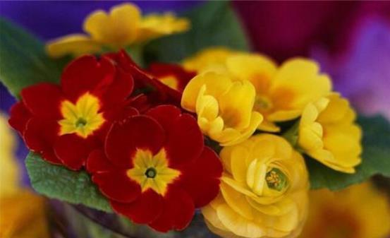 种子发芽温度|养花却不知道什么时候播种,看了此个就知道了