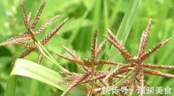 农村|农村不起眼的野草,竟然是一味治病的民间好中药,你认识吗