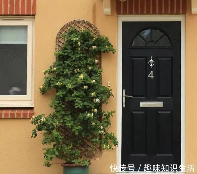 鸡蛋花|人养花、花也养人，医生喜欢养的八种花，家里养一盆，清雅又健康！