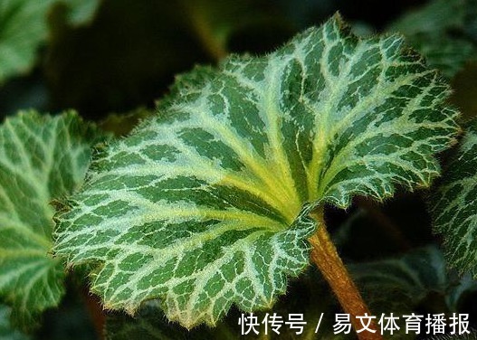 野生植物|这一种长在岩缝的野草，人称“金线吊芙蓉”，能祛风还可以治风疹