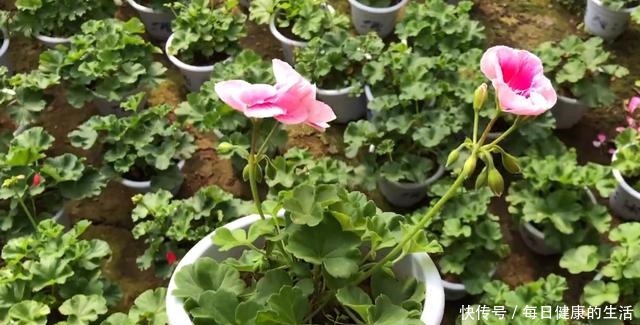 74岁老奶奶种天竺葵,一盆卖3块老桩卖30,别人转手卖100!