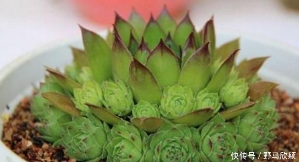 以下多肉的样子像莲花座,做好以下几点,能爆盆