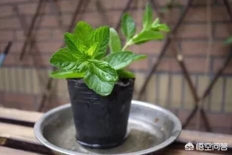  植物|卧室摆放哪些植物最好？