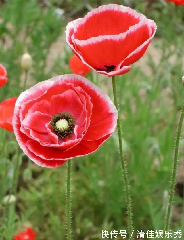 1种花千万不能碰,只要养1棵,就可能招来“牢狱之灾”