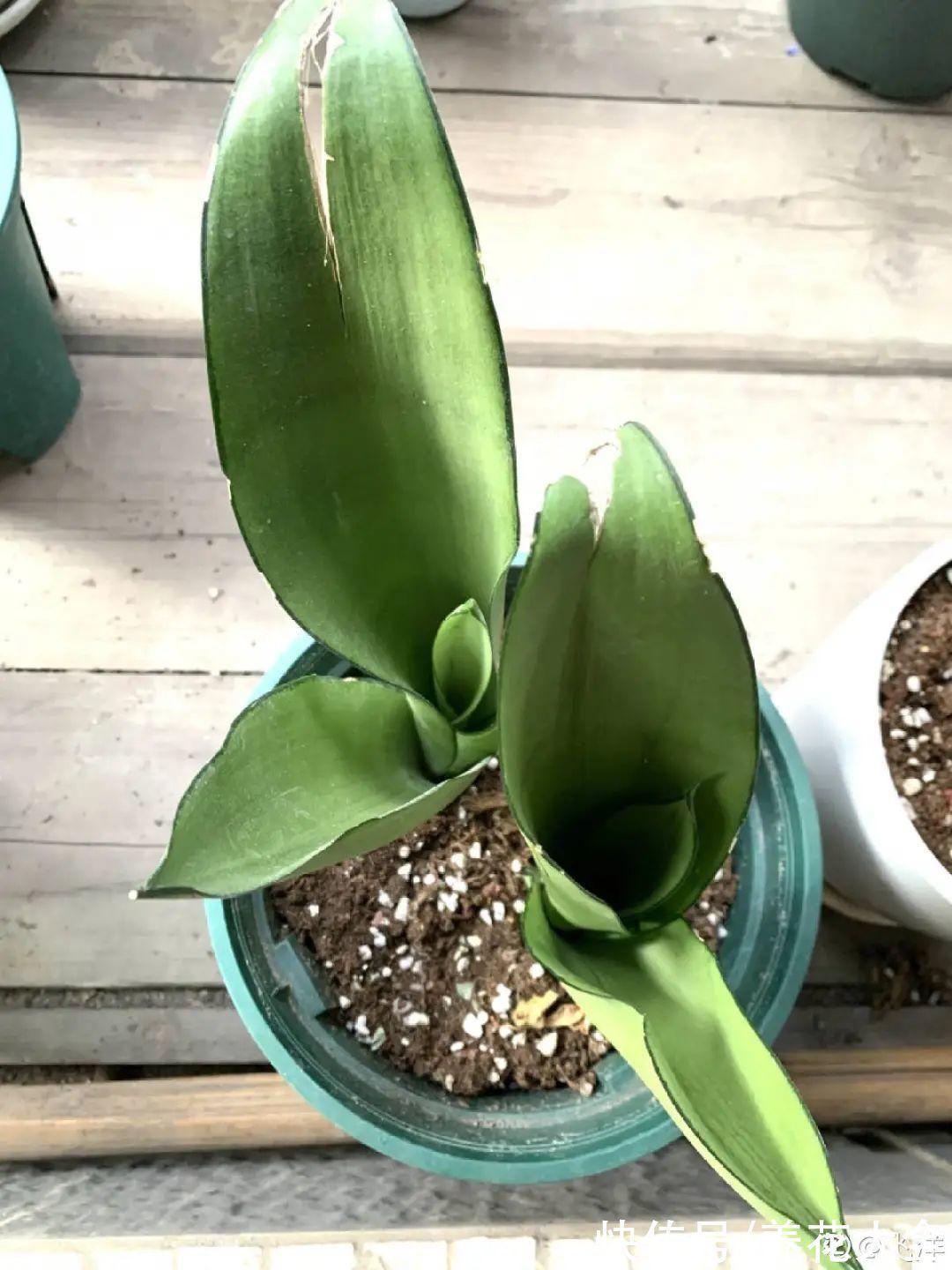 养花大棚倒闭,“贵货花”路边扔了一地,后悔没带个大麻袋