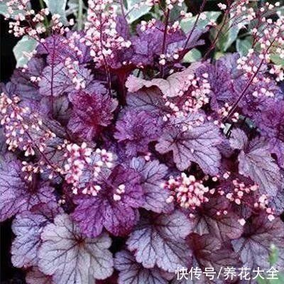 零下|矾根的叶子比花还美，好看又抗冻，零下十几度照样色彩斑斓