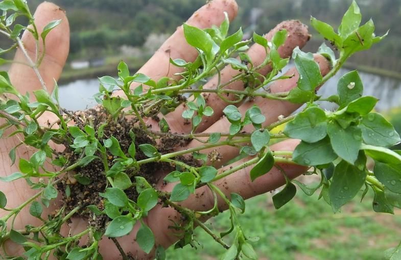 农民|农民见了连根拔,殊不知是价值珍贵的“和尚菜”,有乌发作用