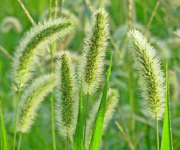 默默無聞的狗尾巴草,泡水喝竟有4個神奇功效,男女老少離不開!