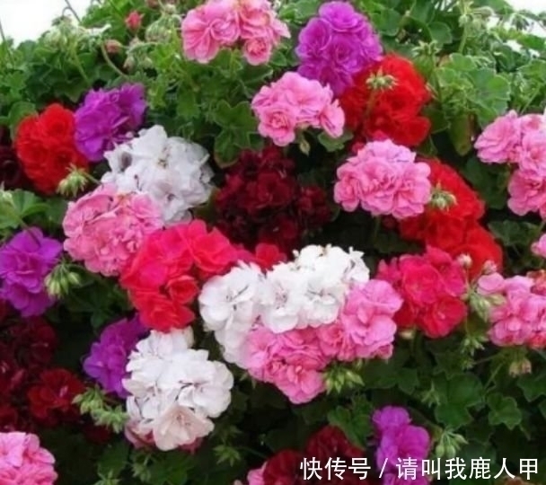 山茶花山茶花|家里阳台养此款花,新手也能养爆盆,花色艳丽,花开枝繁叶茂,美