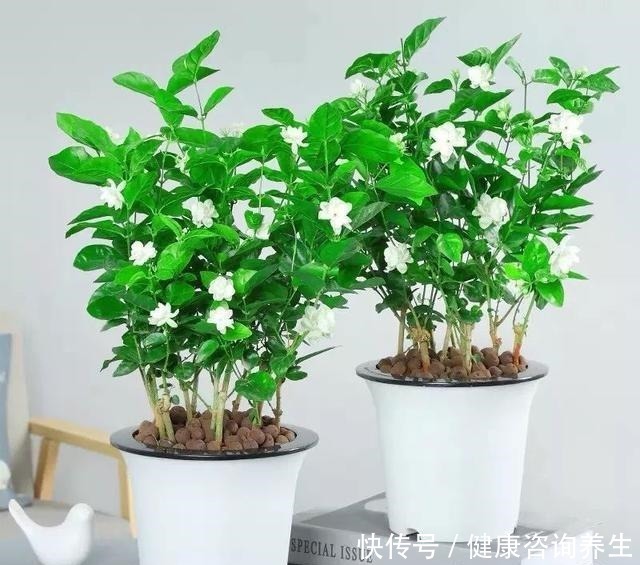 植物|想让家里病菌少，就养这五种植物，漂亮又好养，家里至少要有一种！