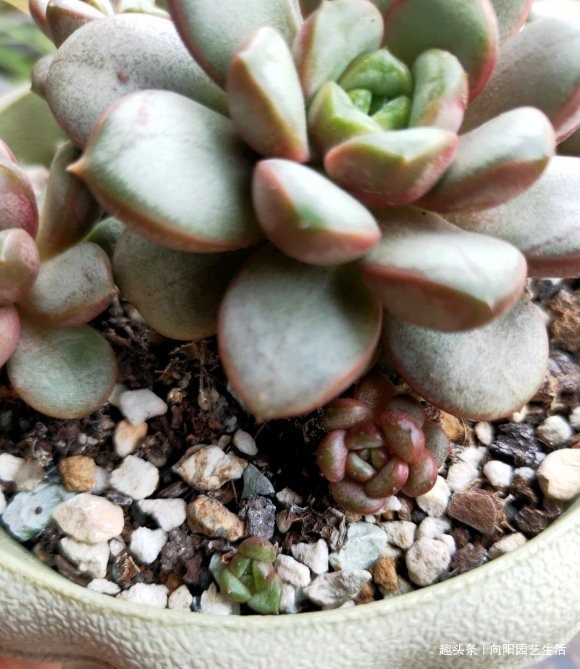 夏天多肉很便宜,不要“乱买”,温度高服盆慢,买回家养不活