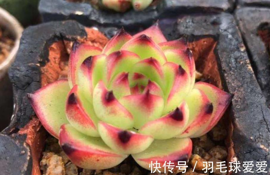 4种经典的莲座状多肉,名字好听颜值迷人,一次养20盆都不嫌多