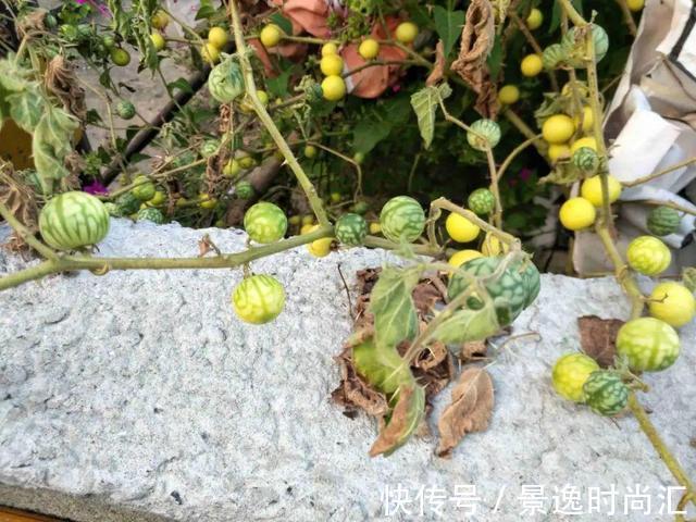 乌头|门口的果子像“龙葵”,赶紧要拔掉、千万别吃,会中毒