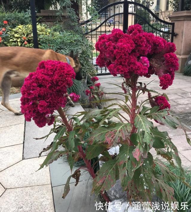 花盆|真正的花坚强，墙缝、地缝都能长，开花特别旺！