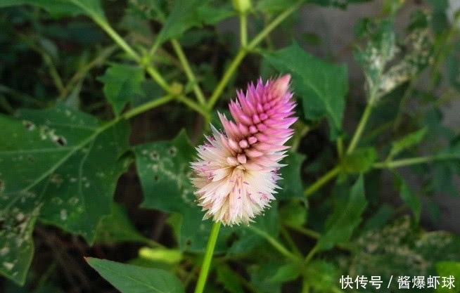  遍布全国的一种野草，它花开能红遍百日，种子价值极高得重视